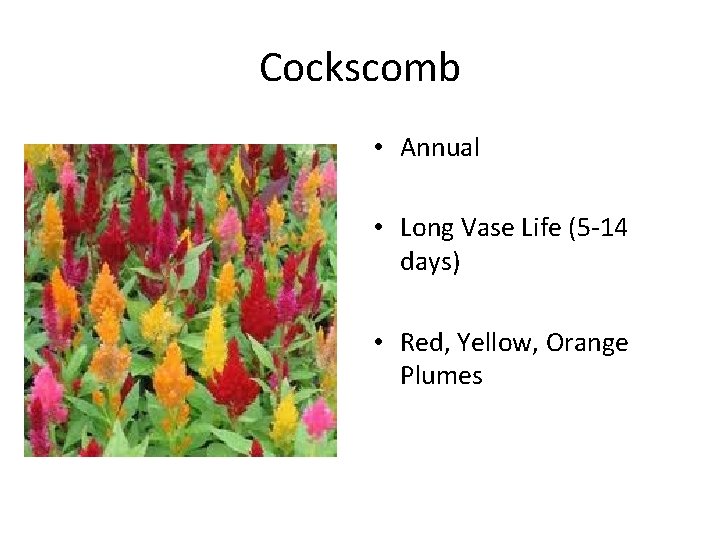 Cockscomb • Annual • Long Vase Life (5 -14 days) • Red, Yellow, Orange