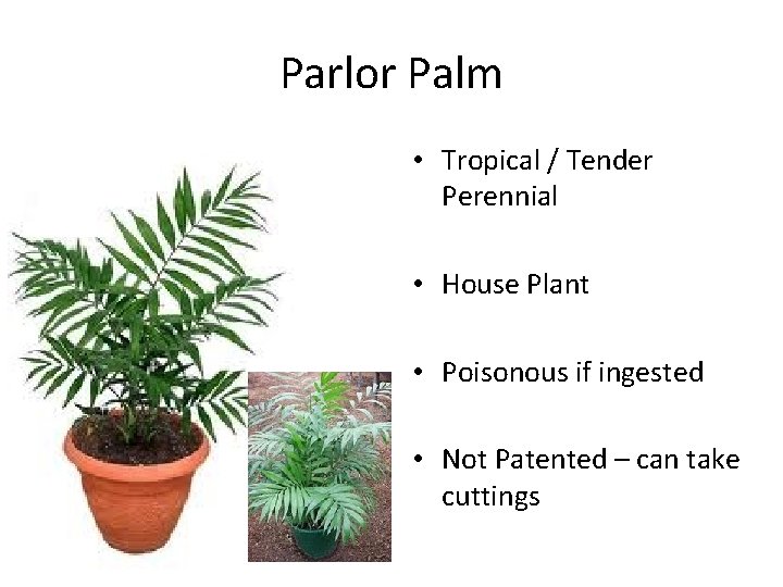 Parlor Palm • Tropical / Tender Perennial • House Plant • Poisonous if ingested