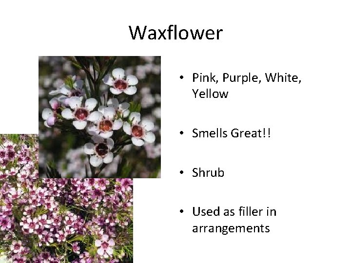 Waxflower • Pink, Purple, White, Yellow • Smells Great!! • Shrub • Used as