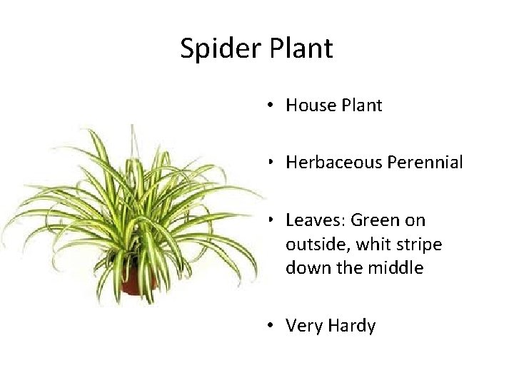 Spider Plant • House Plant • Herbaceous Perennial • Leaves: Green on outside, whit