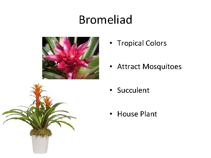 Bromeliad • Tropical Colors • Attract Mosquitoes • Succulent • House Plant 