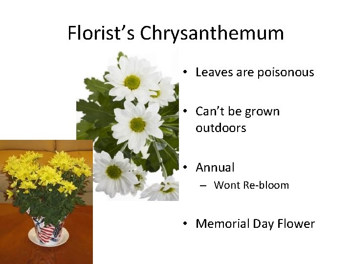 Florist’s Chrysanthemum • Leaves are poisonous • Can’t be grown outdoors • Annual –
