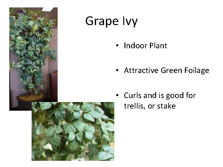 Grape Ivy • Indoor Plant • Attractive Green Foilage • Curls and is good