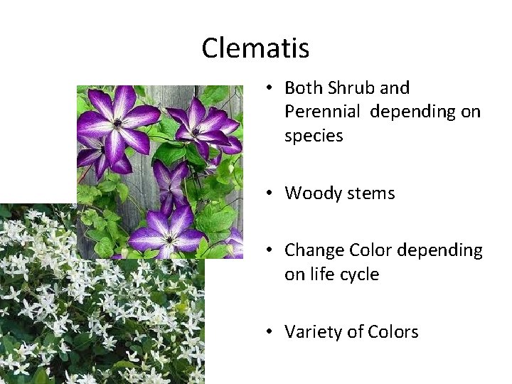 Clematis • Both Shrub and Perennial depending on species • Woody stems • Change