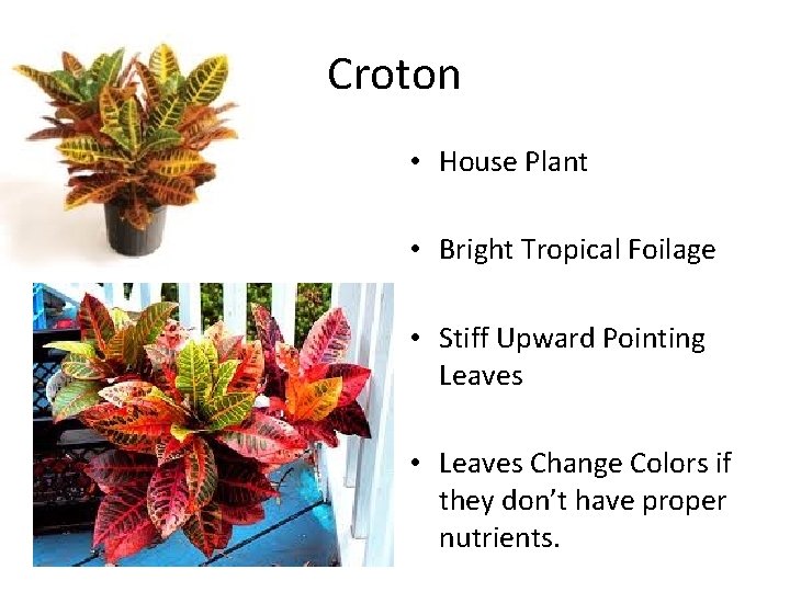 Croton • House Plant • Bright Tropical Foilage • Stiff Upward Pointing Leaves •