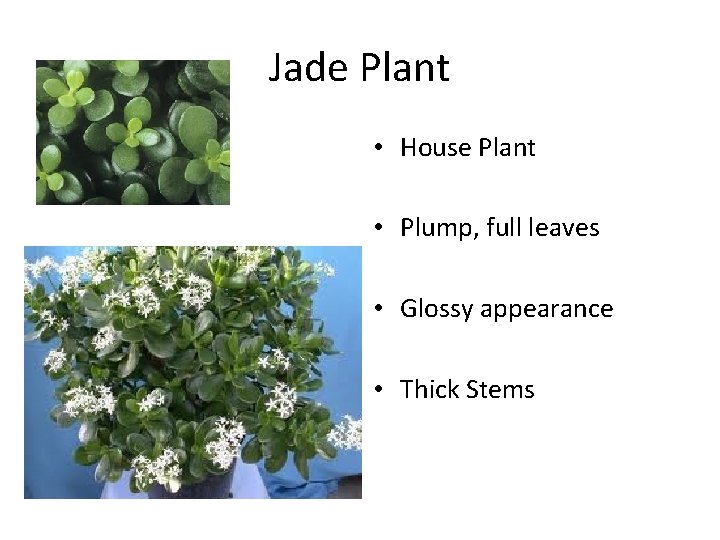 Jade Plant • House Plant • Plump, full leaves • Glossy appearance • Thick