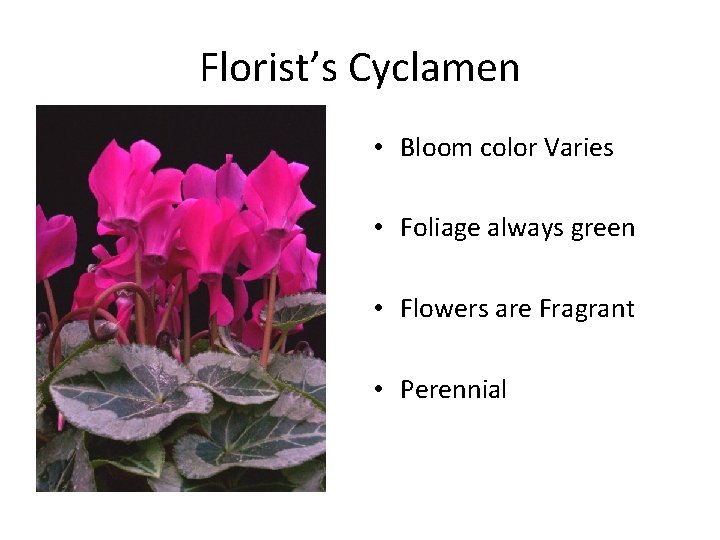 Florist’s Cyclamen • Bloom color Varies • Foliage always green • Flowers are Fragrant