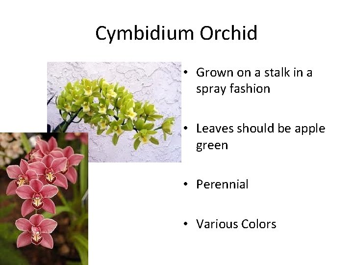 Cymbidium Orchid • Grown on a stalk in a spray fashion • Leaves should