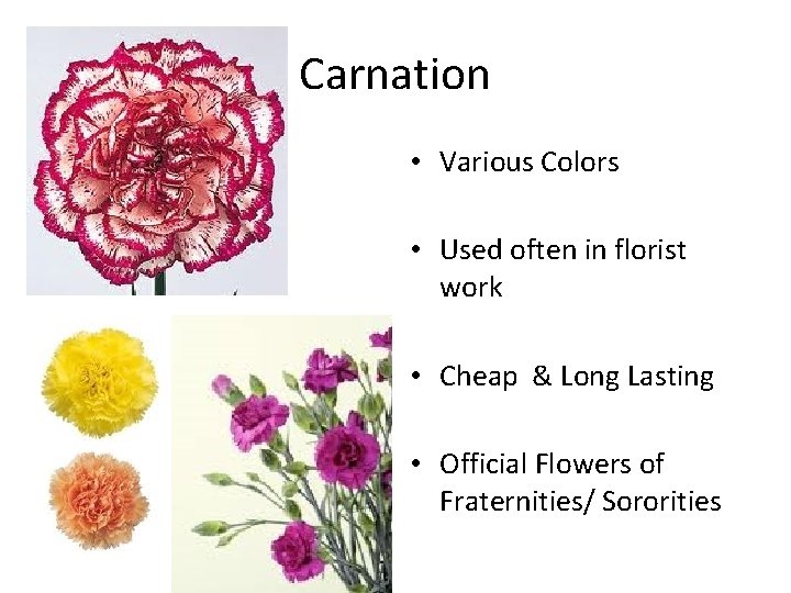 Carnation • Various Colors • Used often in florist work • Cheap & Long