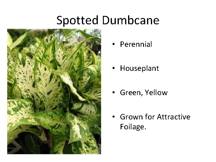 Spotted Dumbcane • Perennial • Houseplant • Green, Yellow • Grown for Attractive Foilage.