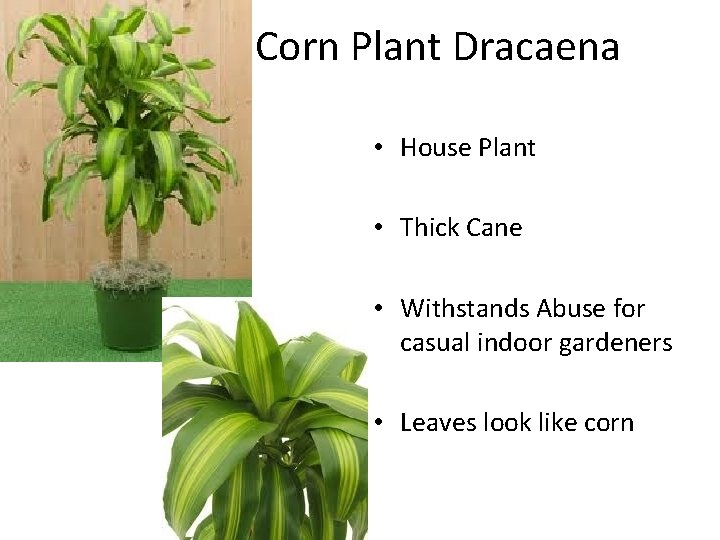 Corn Plant Dracaena • House Plant • Thick Cane • Withstands Abuse for casual