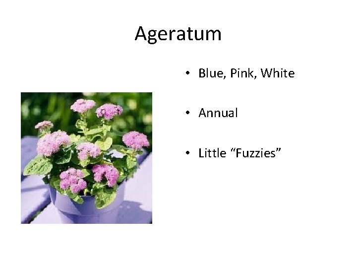 Ageratum • Blue, Pink, White • Annual • Little “Fuzzies” 