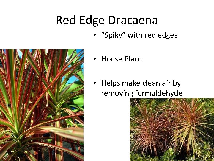 Red Edge Dracaena • “Spiky” with red edges • House Plant • Helps make