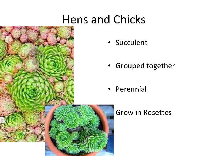 Hens and Chicks • Succulent • Grouped together • Perennial • Grow in Rosettes