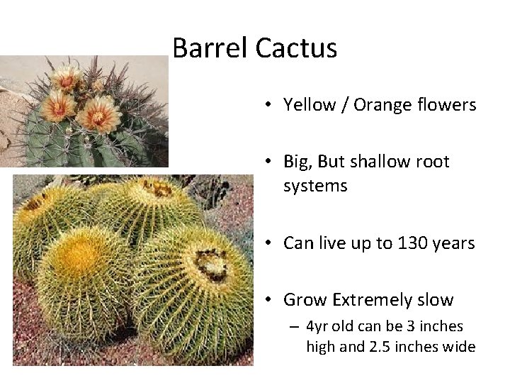 Barrel Cactus • Yellow / Orange flowers • Big, But shallow root systems •