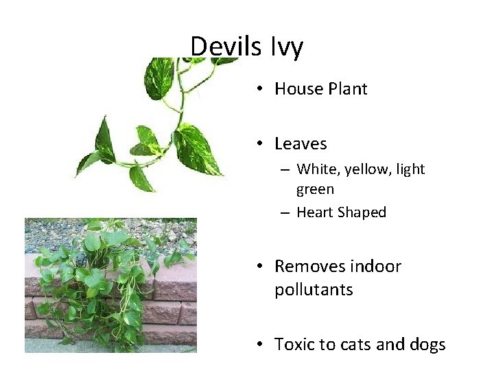 Devils Ivy • House Plant • Leaves – White, yellow, light green – Heart
