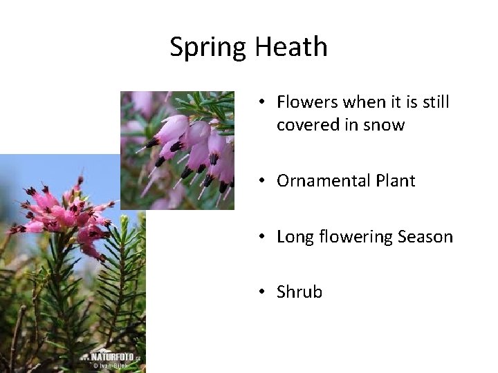 Spring Heath • Flowers when it is still covered in snow • Ornamental Plant