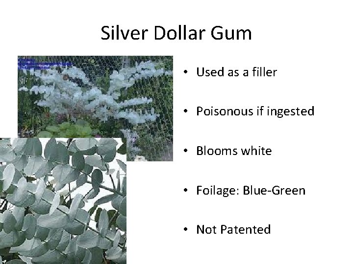 Silver Dollar Gum • Used as a filler • Poisonous if ingested • Blooms