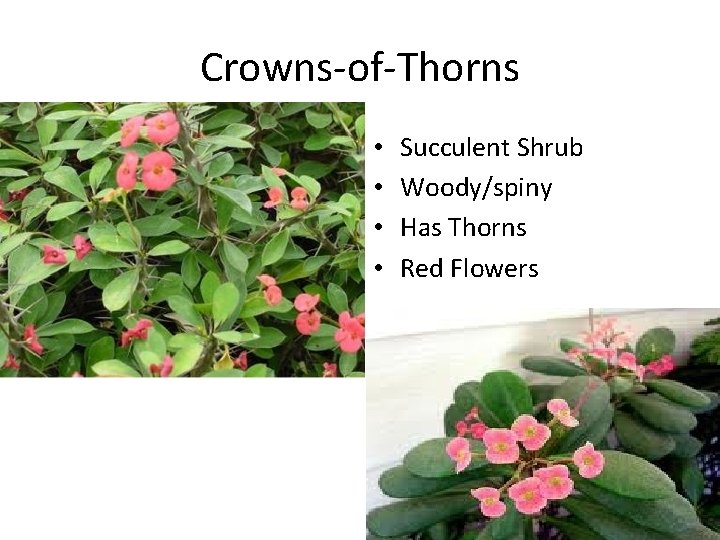 Crowns-of-Thorns • • Succulent Shrub Woody/spiny Has Thorns Red Flowers 