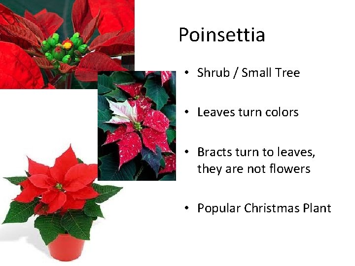 Poinsettia • Shrub / Small Tree • Leaves turn colors • Bracts turn to