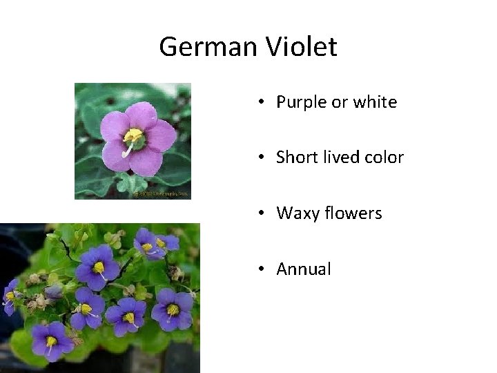 German Violet • Purple or white • Short lived color • Waxy flowers •