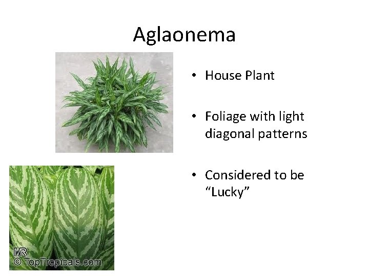Aglaonema • House Plant • Foliage with light diagonal patterns • Considered to be