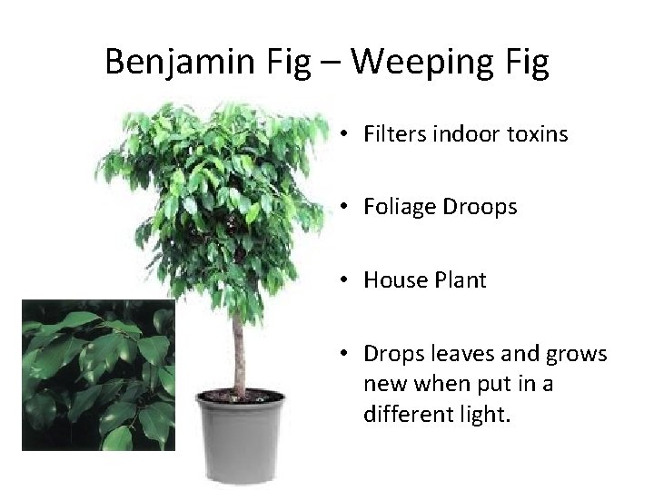 Benjamin Fig – Weeping Fig • Filters indoor toxins • Foliage Droops • House