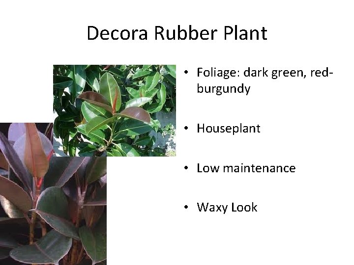 Decora Rubber Plant • Foliage: dark green, redburgundy • Houseplant • Low maintenance •