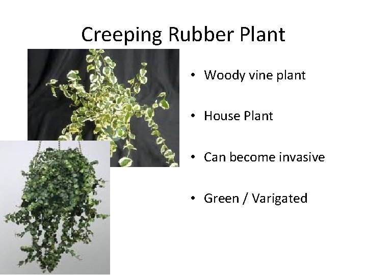 Creeping Rubber Plant • Woody vine plant • House Plant • Can become invasive