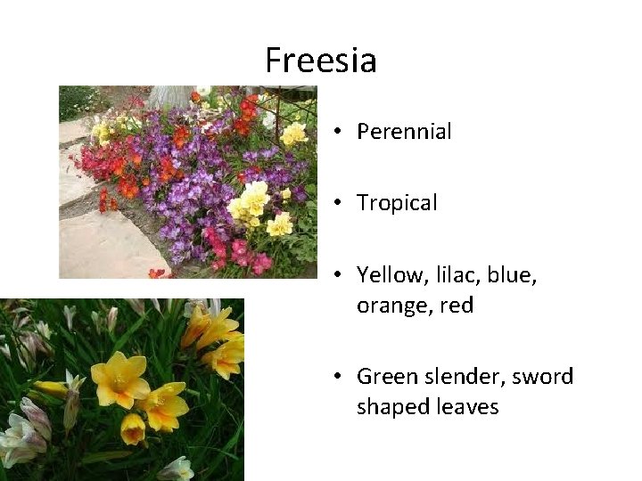 Freesia • Perennial • Tropical • Yellow, lilac, blue, orange, red • Green slender,