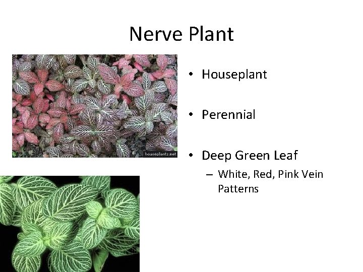 Nerve Plant • Houseplant • Perennial • Deep Green Leaf – White, Red, Pink