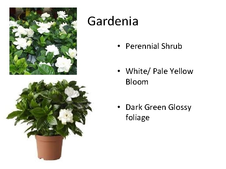 Gardenia • Perennial Shrub • White/ Pale Yellow Bloom • Dark Green Glossy foliage