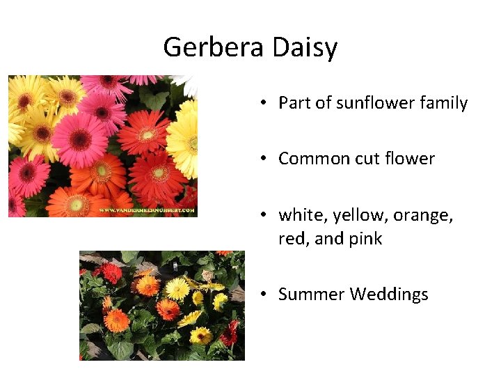 Gerbera Daisy • Part of sunflower family • Common cut flower • white, yellow,