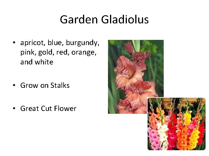 Garden Gladiolus • apricot, blue, burgundy, pink, gold, red, orange, and white • Grow