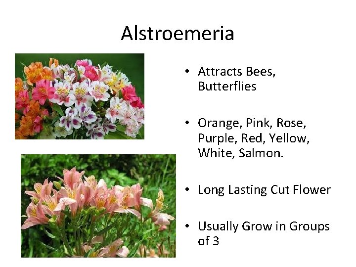 Alstroemeria • Attracts Bees, Butterflies • Orange, Pink, Rose, Purple, Red, Yellow, White, Salmon.