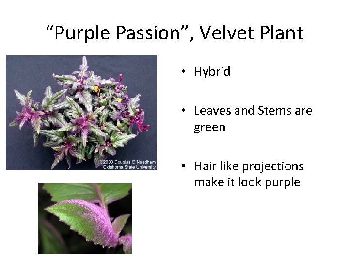“Purple Passion”, Velvet Plant • Hybrid • Leaves and Stems are green • Hair