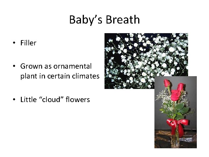 Baby’s Breath • Filler • Grown as ornamental plant in certain climates • Little