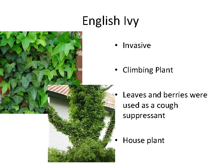 English Ivy • Invasive • Climbing Plant • Leaves and berries were used as