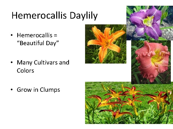 Hemerocallis Daylily • Hemerocallis = “Beautiful Day” • Many Cultivars and Colors • Grow