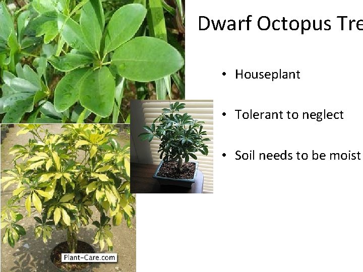 Dwarf Octopus Tre • Houseplant • Tolerant to neglect • Soil needs to be