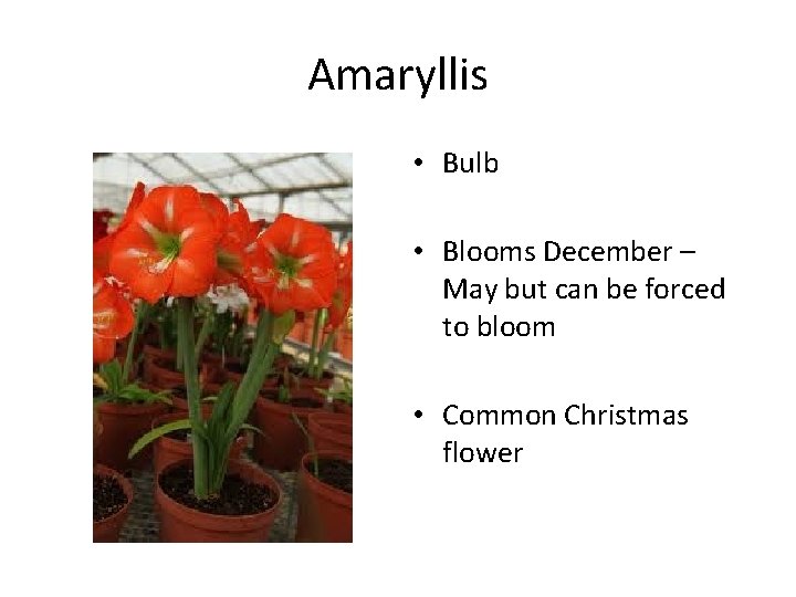 Amaryllis • Bulb • Blooms December – May but can be forced to bloom