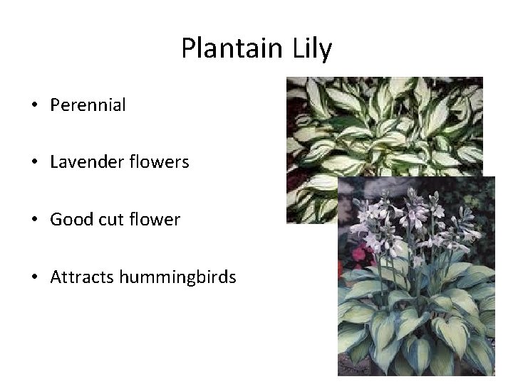 Plantain Lily • Perennial • Lavender flowers • Good cut flower • Attracts hummingbirds