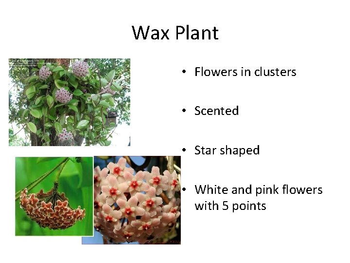 Wax Plant • Flowers in clusters • Scented • Star shaped • White and