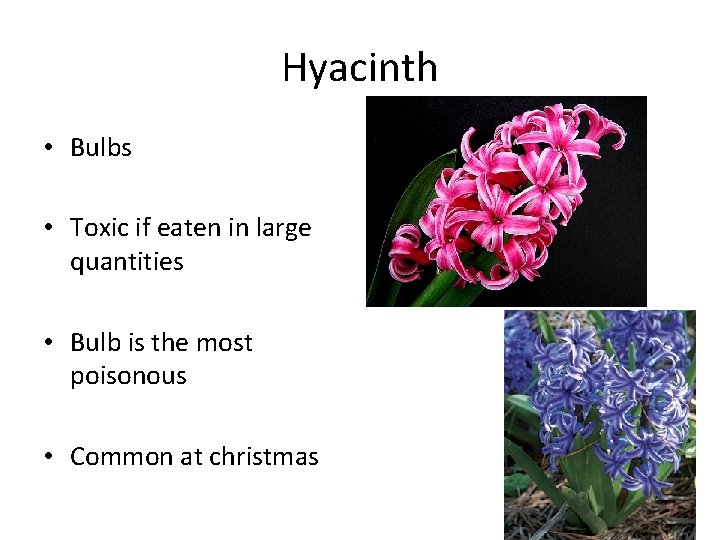 Hyacinth • Bulbs • Toxic if eaten in large quantities • Bulb is the