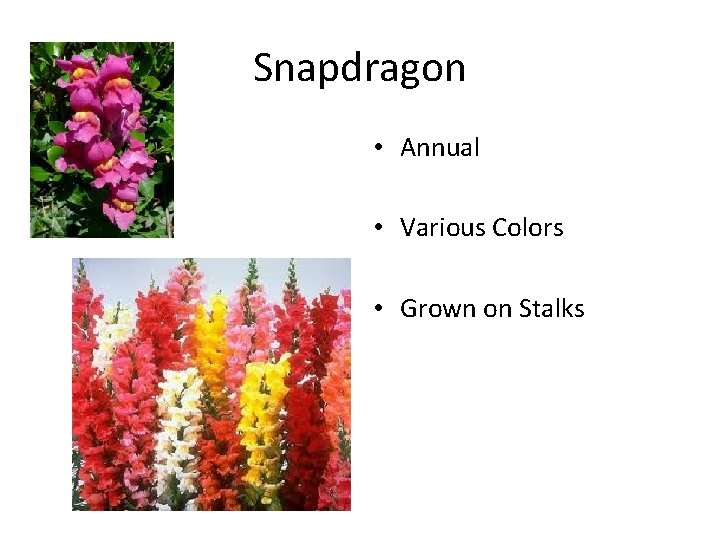 Snapdragon • Annual • Various Colors • Grown on Stalks 