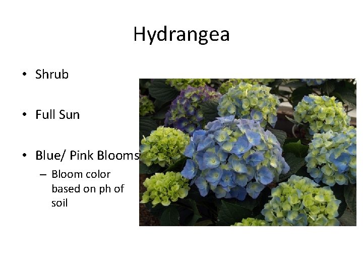 Hydrangea • Shrub • Full Sun • Blue/ Pink Blooms – Bloom color based