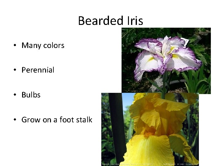 Bearded Iris • Many colors • Perennial • Bulbs • Grow on a foot