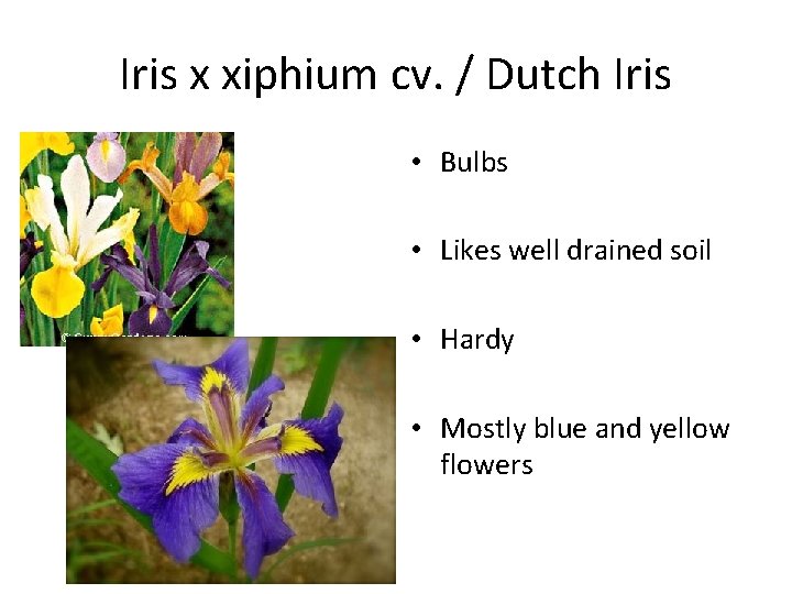 Iris x xiphium cv. / Dutch Iris • Bulbs • Likes well drained soil