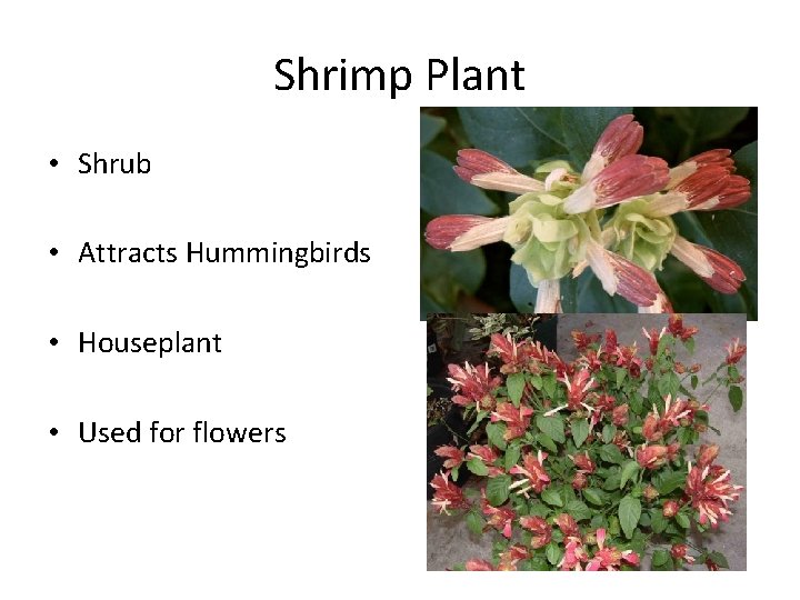Shrimp Plant • Shrub • Attracts Hummingbirds • Houseplant • Used for flowers 