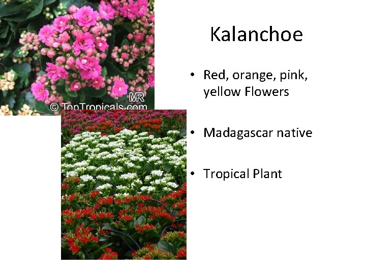 Kalanchoe • Red, orange, pink, yellow Flowers • Madagascar native • Tropical Plant 